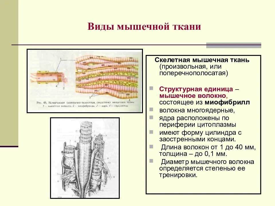 Единица скелетной мышечной ткани