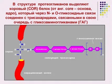 Биохимия соединительной