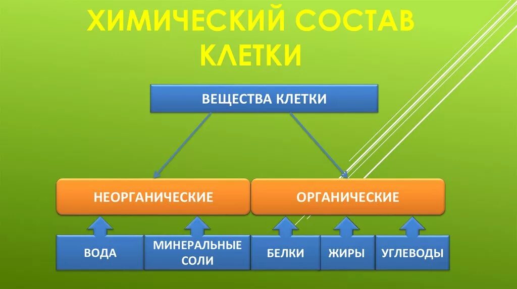 Химические вещества клетк. Химический состав клетки. Вещества клетки 5 класс.