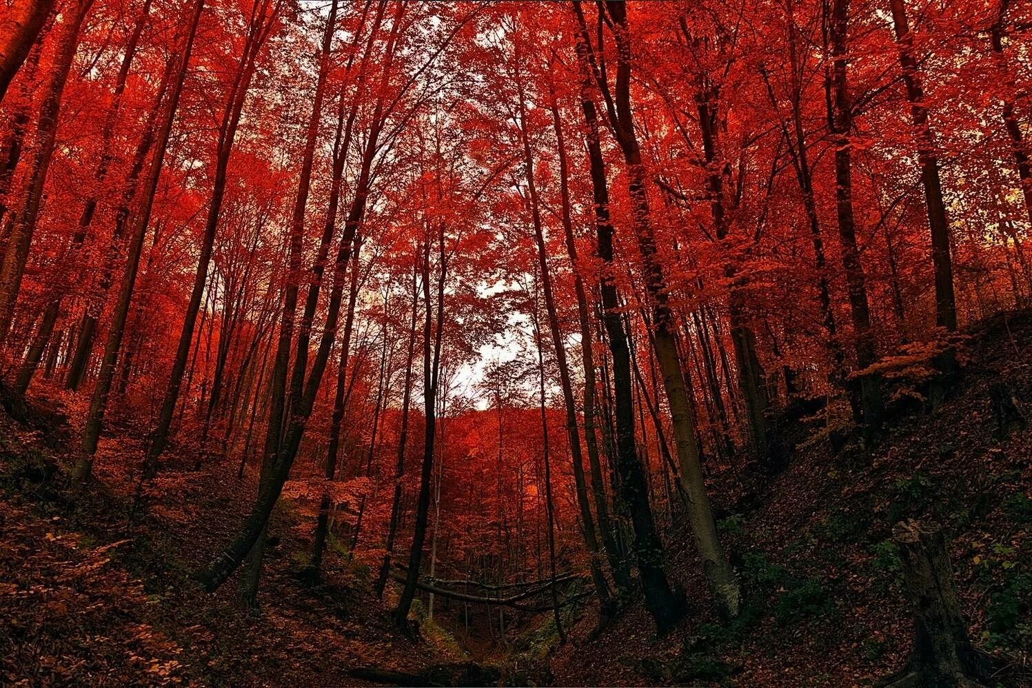 Красный лес участок. Рыжий лес Чернобыль. Рыжий лес Припять. Рыжий лес Припять 1986. Рыжий лес в Чернобыле.