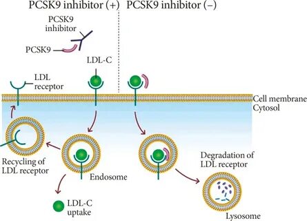 Ингибиторы pcsk9