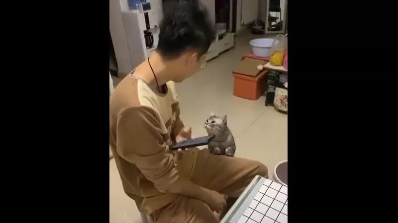 Говорящий кот мэси видео. Кошка записывает. кот говорит earth. говорящие коты 2025. мужчина с японским котом беседует.