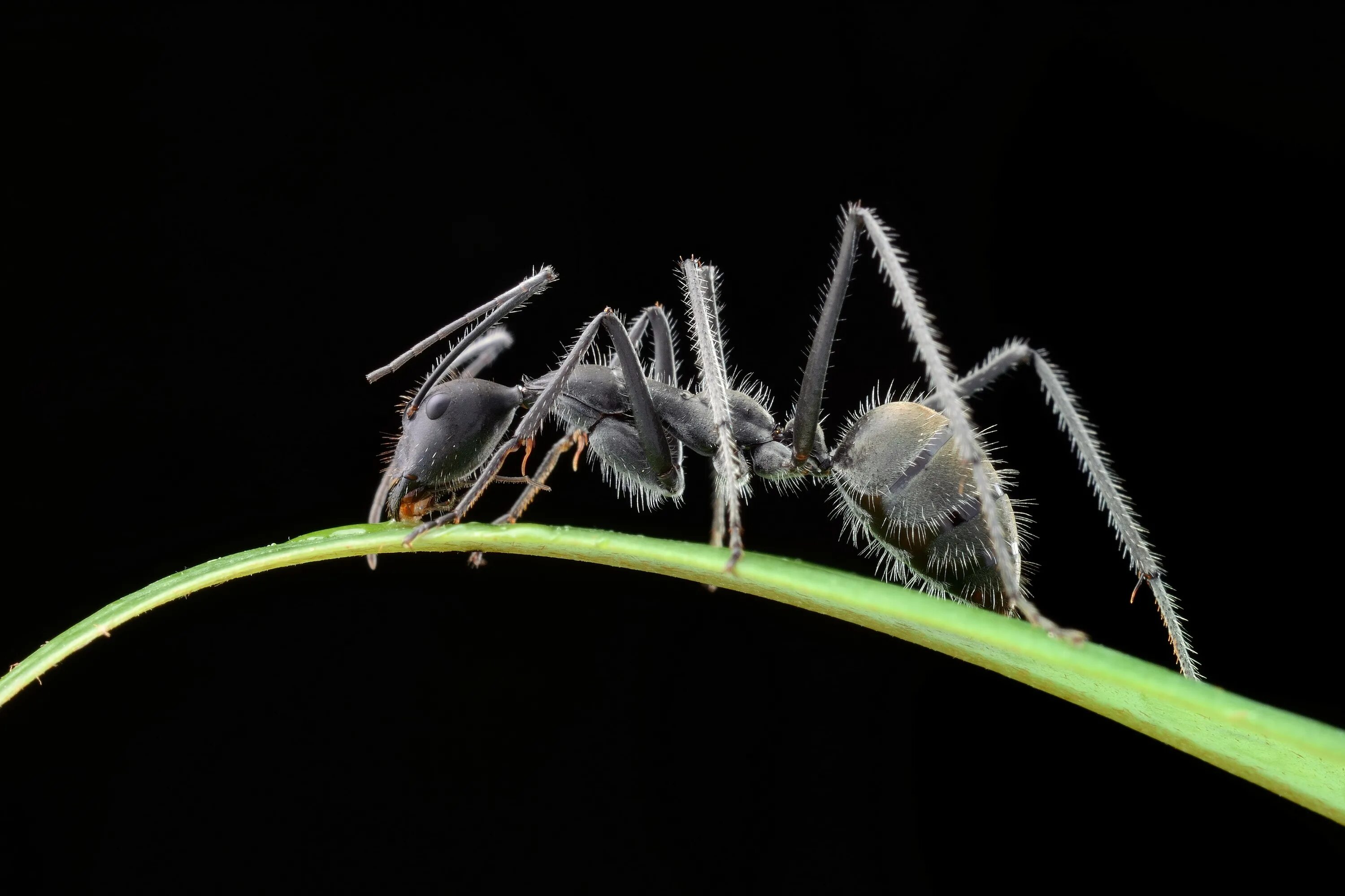 Муравей. Насекомые муравей. Муравей на рабочий стол. Обои на рабочий стол муравьи. Бабочка муравей паук