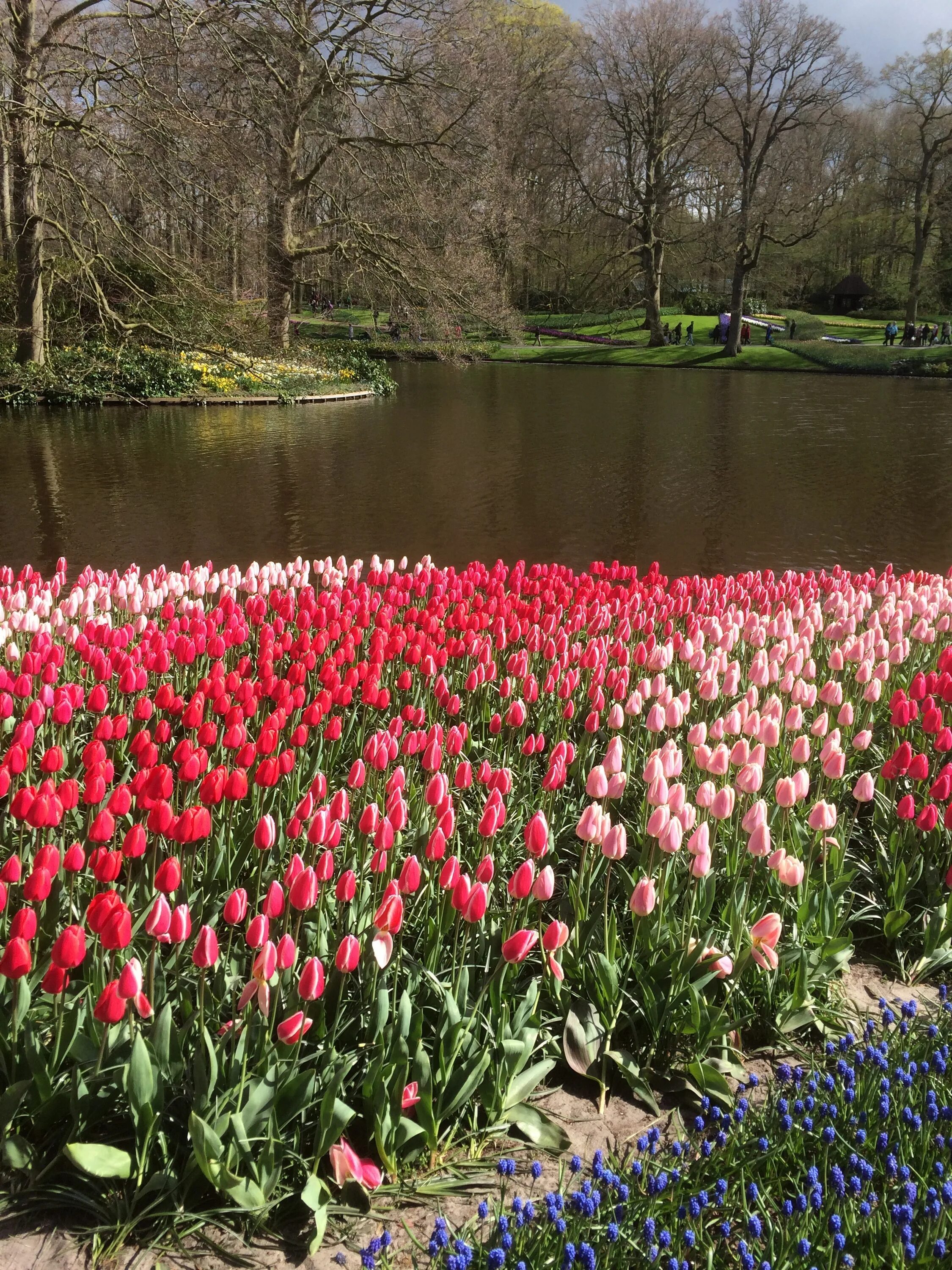 Будут ли цвести тюльпаны весной. Амстердам парк Кекенхоф. Тюльпаны Кекенхоф. Тюльпановый сад в Амстердаме. Парк тюльпанов Кейкенхоф.