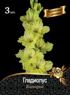 Гладиолус игра теней