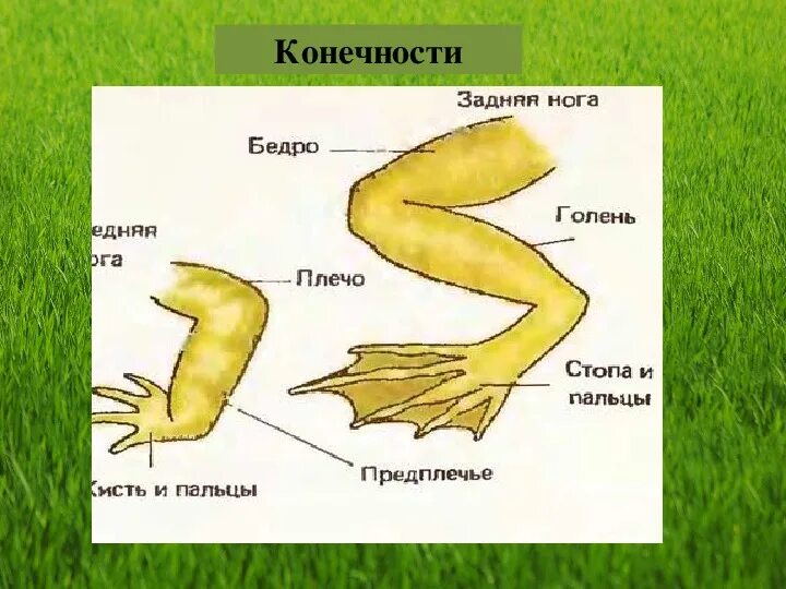 Строение передней конечности лягушки. Строение передних и задних конечностей лягушки. Конечности лягушки 7 класс биология. Пятипалые конечности у земноводных. Тело земноводных состоит из