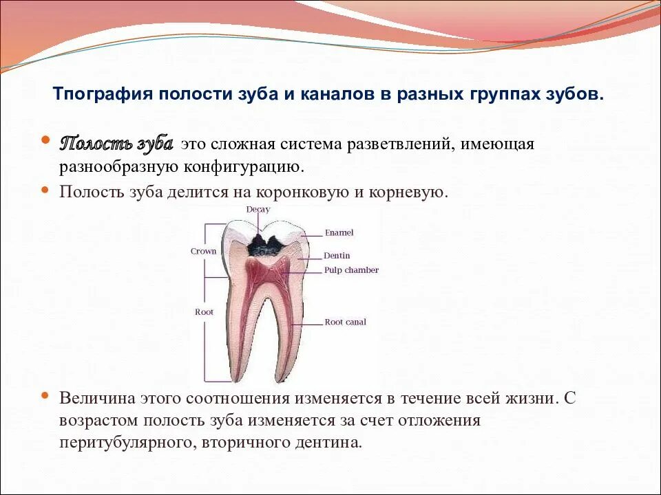 Сколько зубных каналов. Анатомия строения полости зуба. топография корневых каналов 26 зуба.