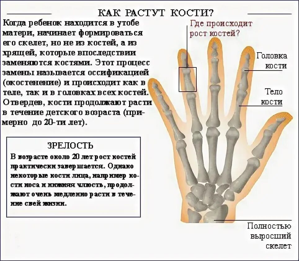 Почему кости растут. Зоны роста кисти. Зона роста кости. Зона роста кисти рук.