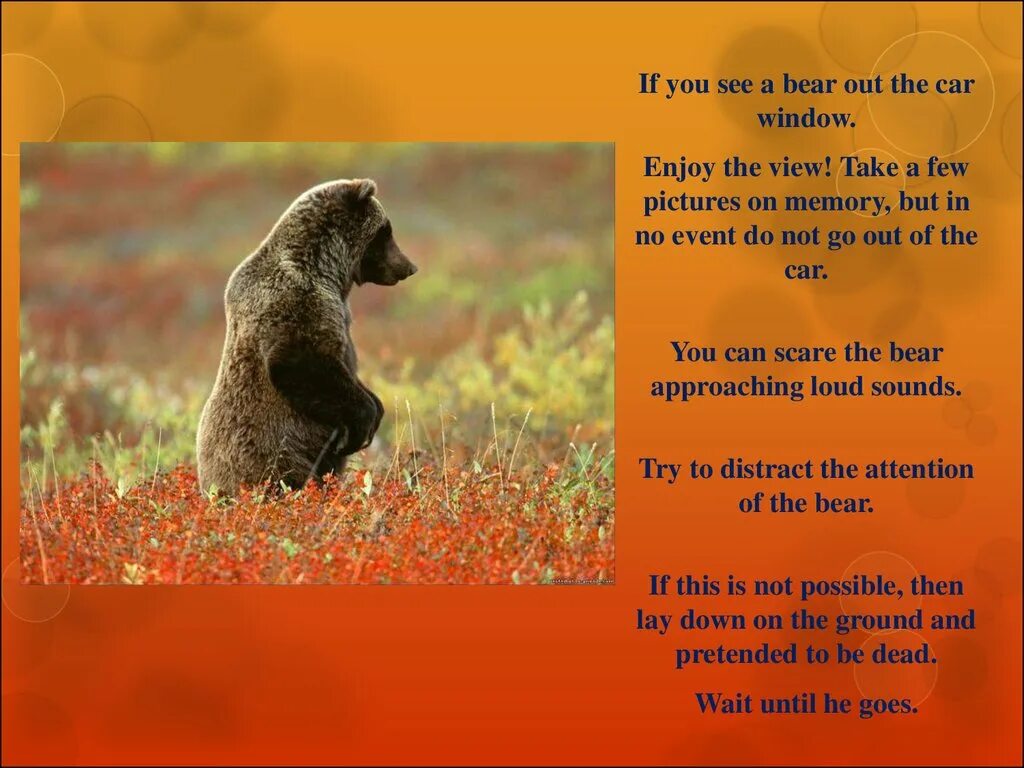 Dropbear animal. Memes with bears. Bear out перевод. John brown (fugitive slave). Бурый медведь по англимком.