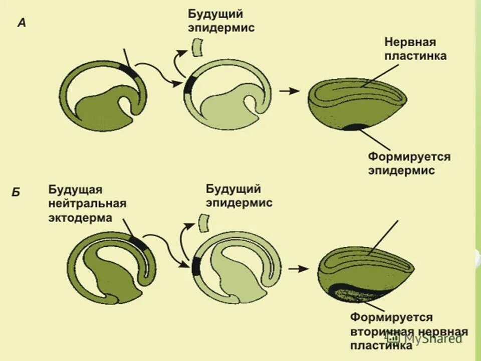 Процесс за которым следует оплодотворение. Нейруляция амфибий. Эмбриональное развитие моллюсков. Строение эмбриона нейруляция. Нейруляция схема.