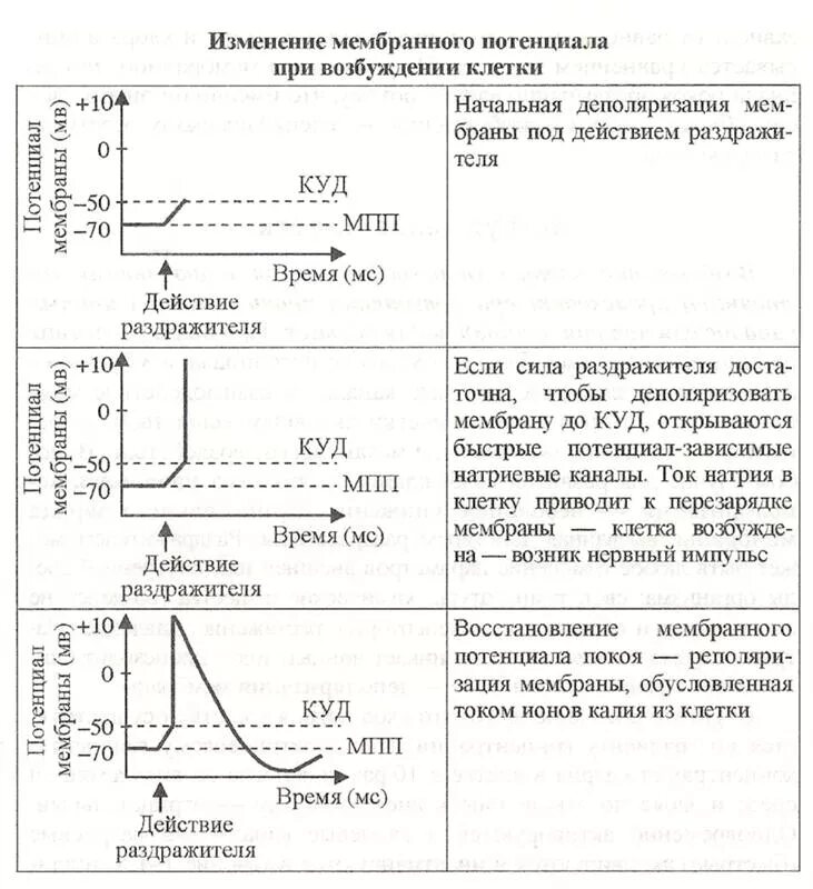 Нарастание силы. Изменение мембранного потенциала при возбуждении. График изменения мембранного потенциала. Изменение мембранного потенциала покоя. Мембранный потенциал деполяризация мембраны.