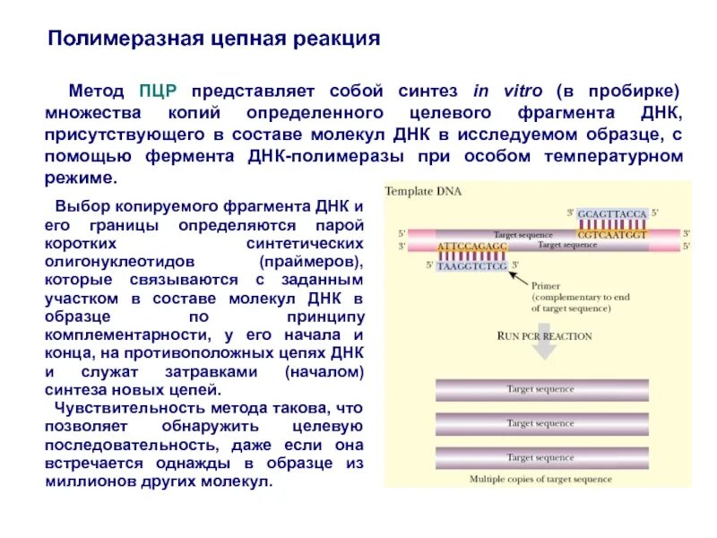 ДНК диагностика метод полимеразной цепной реакции. Амплификация ДНК методом ПЦР. Компоненты полимеразной цепной реакции таблица. ПЦР методика генетика.