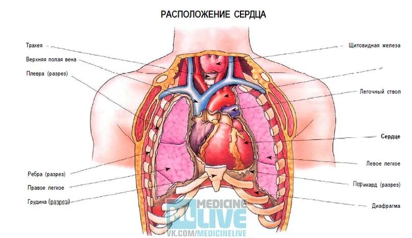 Сердце Cor Полый конусообразный мышечный орган