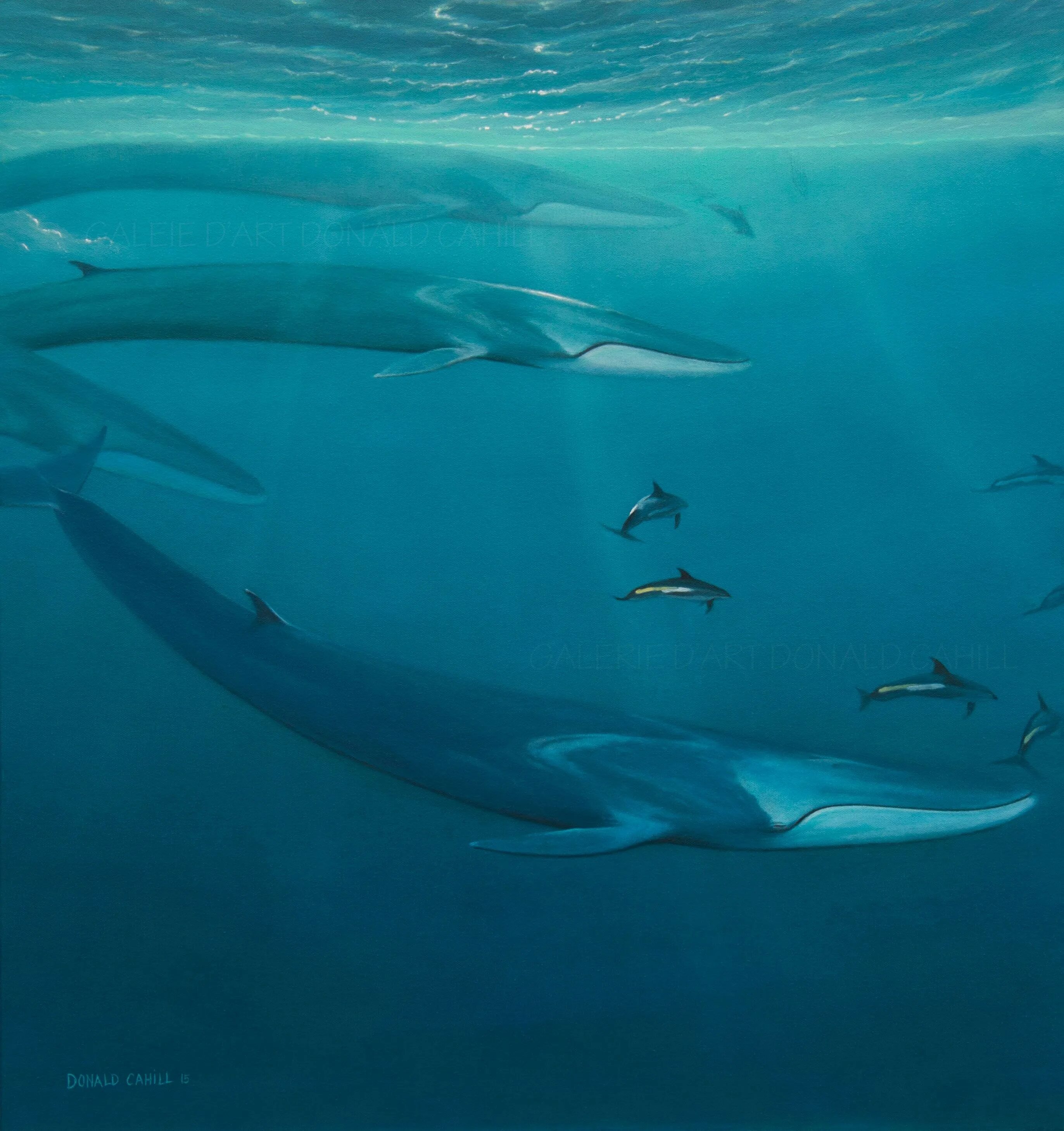 Финвал кит. Сельдяной полосатик. Сейвал. Сельдяной кит северный финвал. Финвал и сейвал 9 букв сканворд.