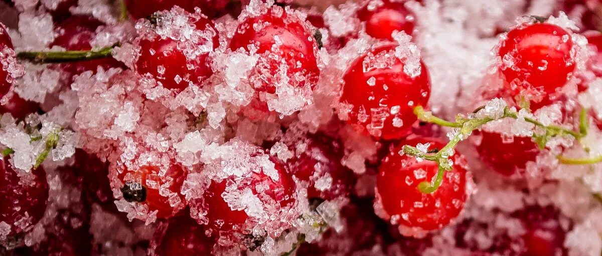 засахаренная брусника. ашка холодная вишня зарядная. вишня в сахаре. засахаренные ягоды. вишня присыпанная сахаром.