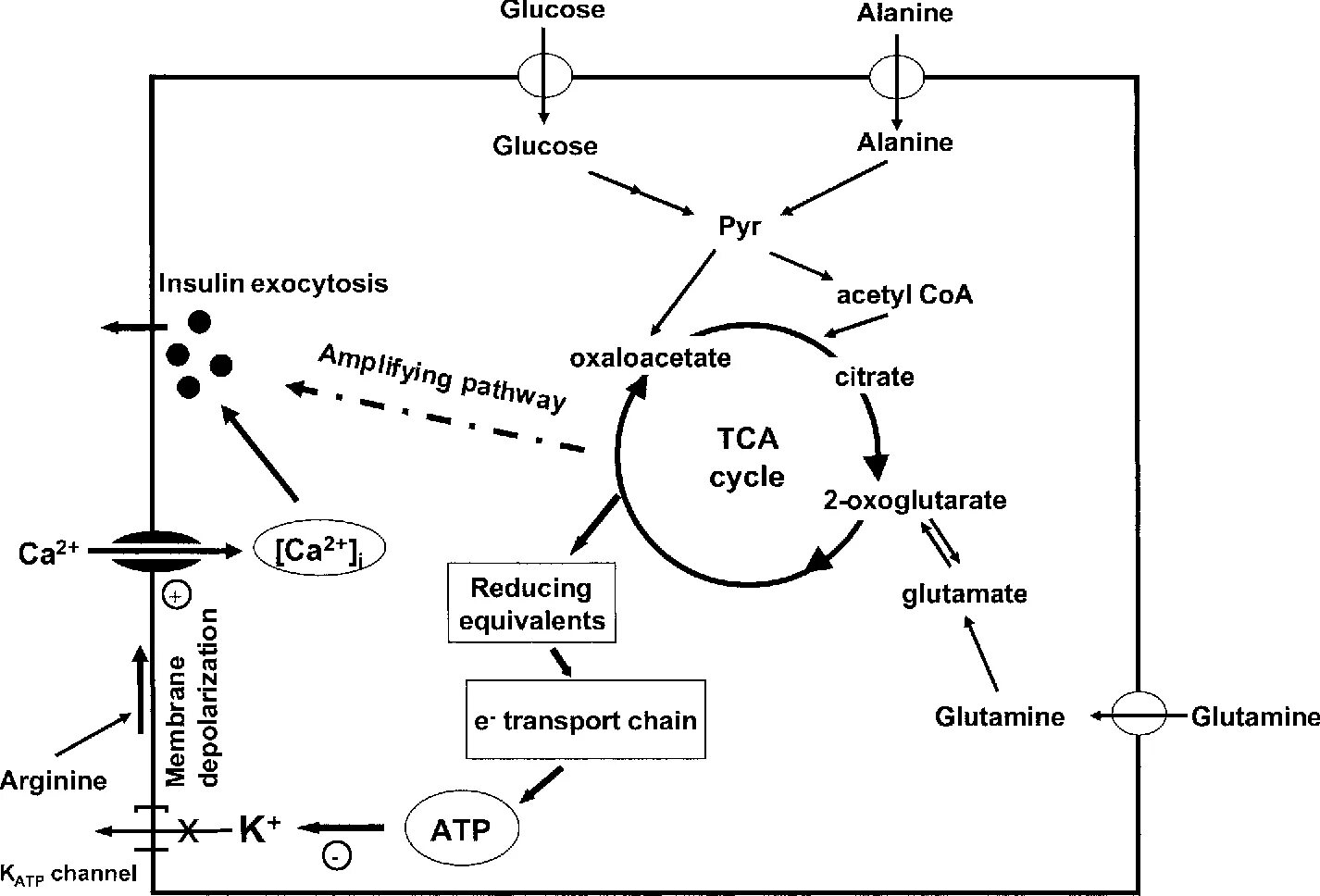 Инсулин и гликолиз. Инсулин глюконеогенез. Метаболизм глутамина. Glucose Regulation by Insulin. Протекание гликолиза кольцевые