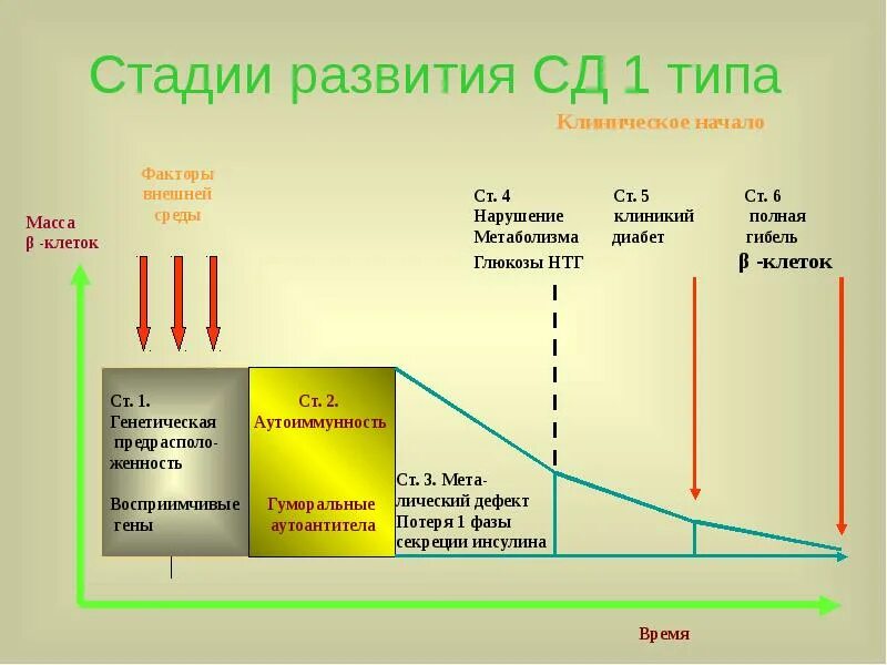Сд 1 го типа. Стадии сахарного диабета 1 типа. стадии развития сахарного диабета 1 типа. сд 1 типа инсулин. фазы сд 1 типа.