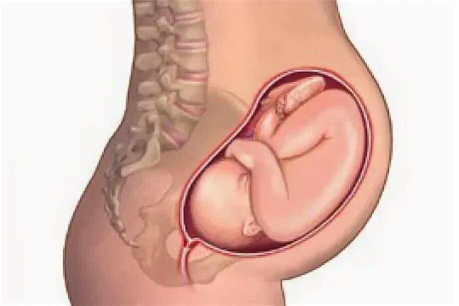 Матка на 22 неделе. Строение матки при беременности. Фото ребенка в матке анатомия.