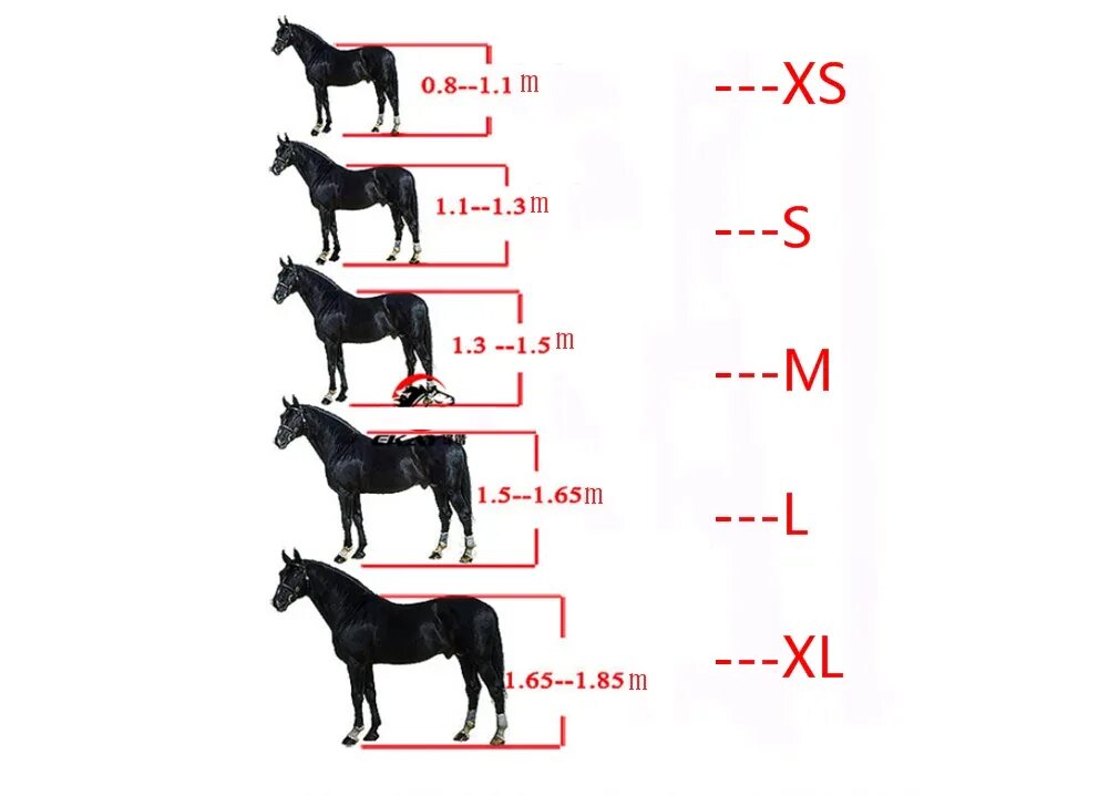 Какая длина лошади. Размеры лошади. Размеры узды для лошади. Размеры недоуздков для лошадей. Средний размер лошади.
