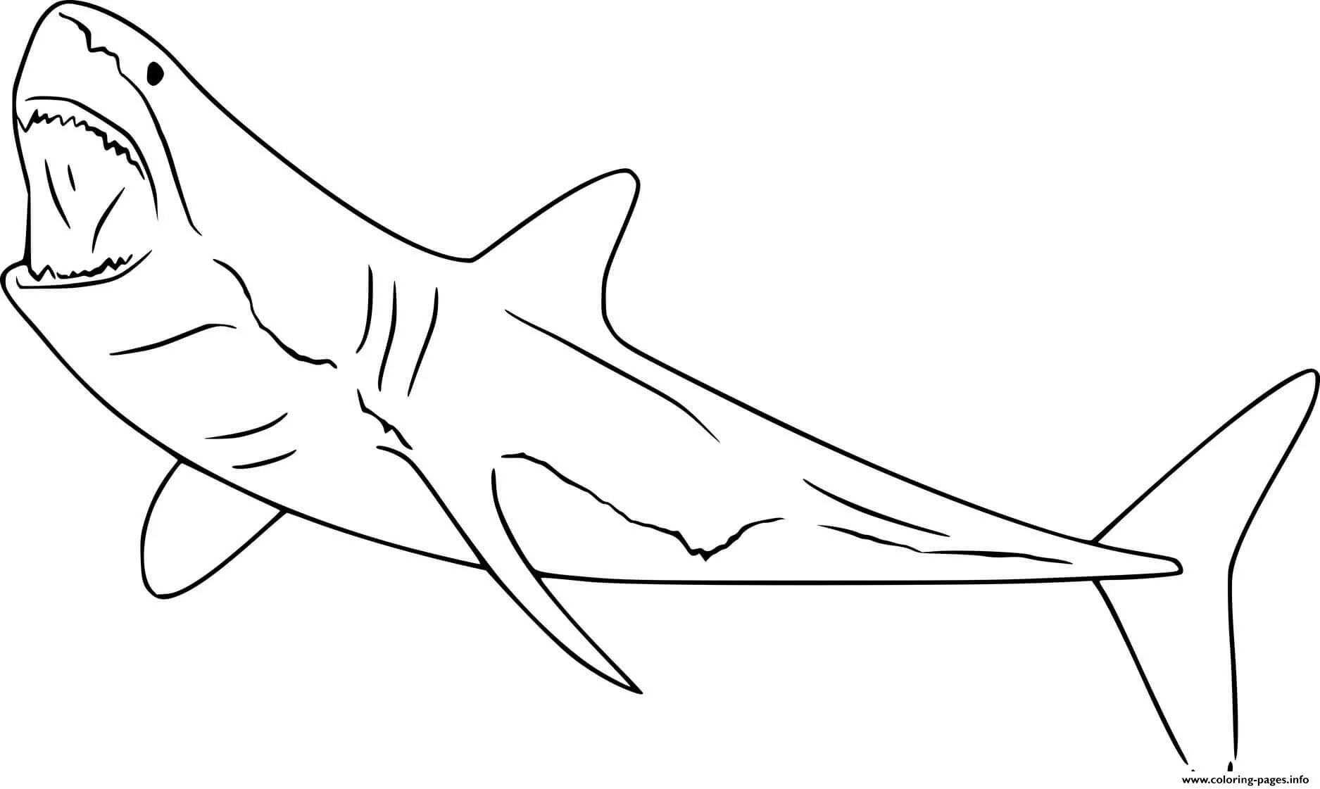 Мегалодон раскраска для детей распечатать Shark Coloring Pages PDF Printable  Shark coloring pages, Mo