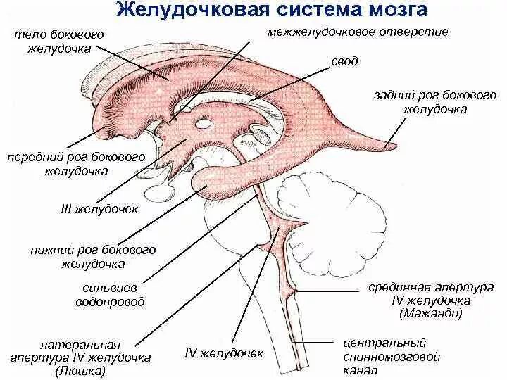 Строение боковых желудочков головного мозга анатомия. 4 Желудочек головного мозга строение. Третий желудочек головного мозга анатомия строение. Четвёртый желудочек головного мозга строение. Затылочные рога