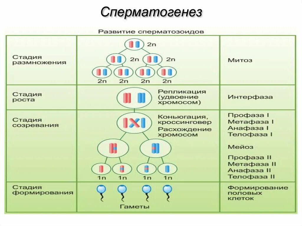 Сперматогенез стадии. Факторы угнетающие сперматогенез. схема сперматогенеза. этапы сперматогенеза. стадии сперматогенеза.