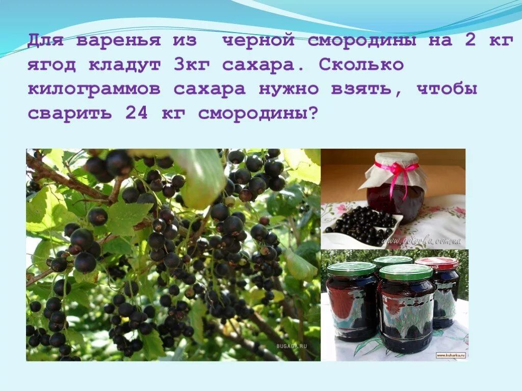 Сколько нужно сахара на 2. Презентация на тему варенье. 3 Кг смородины. Варенье из смородины. Сколько нужно сахара на 2кг смородины.