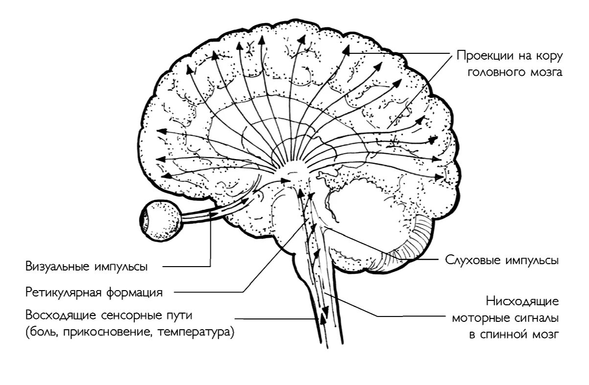 Ретикулярная формация головного мозга схема. Ретикулярная формация ствола мозга пути. Проводящие пути ретикулярной формации. Проведенные на головном мозге