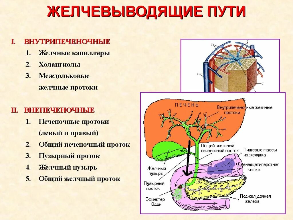 Внепеченочные желчные пути. Печеночные протоки схема. Схема внепеченочных желчных протоков. Строение желчных путей анатомия. Схему путей оттока желчи от печени.