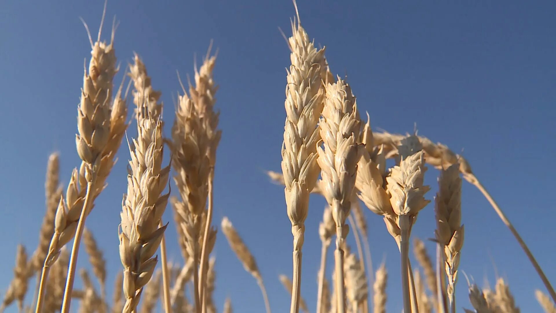 Алтайская пшеница. Алтайская пшеница. Алтайская пшеница. Волгоградская область. Яровая пшеница в алтайском крае.