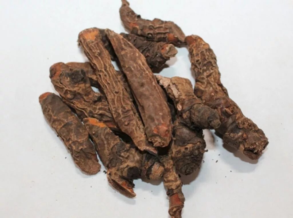 Корень бада. Корень бада. Бадан толстолистный хорст. Лопух корень. Бадана толстолистного корневища.