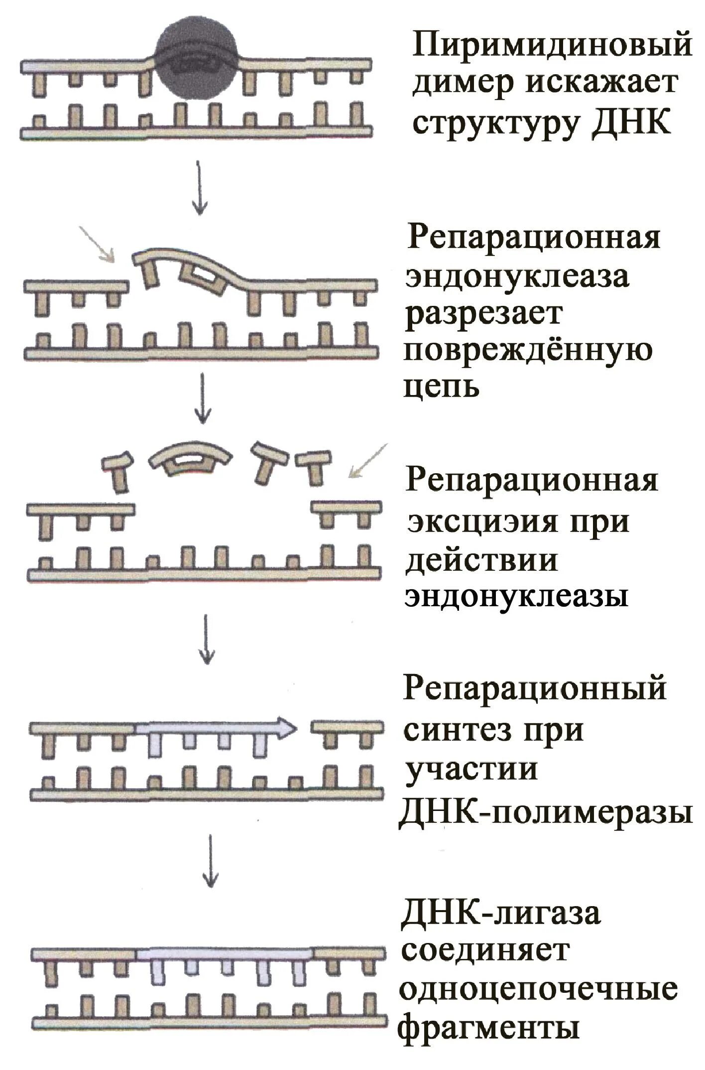 Пример репарации. Этапы темновой репарации днк. эксцизионная репарация днк. схема эксцизионной репарации днк. этапы эксцизионной репарации днк.