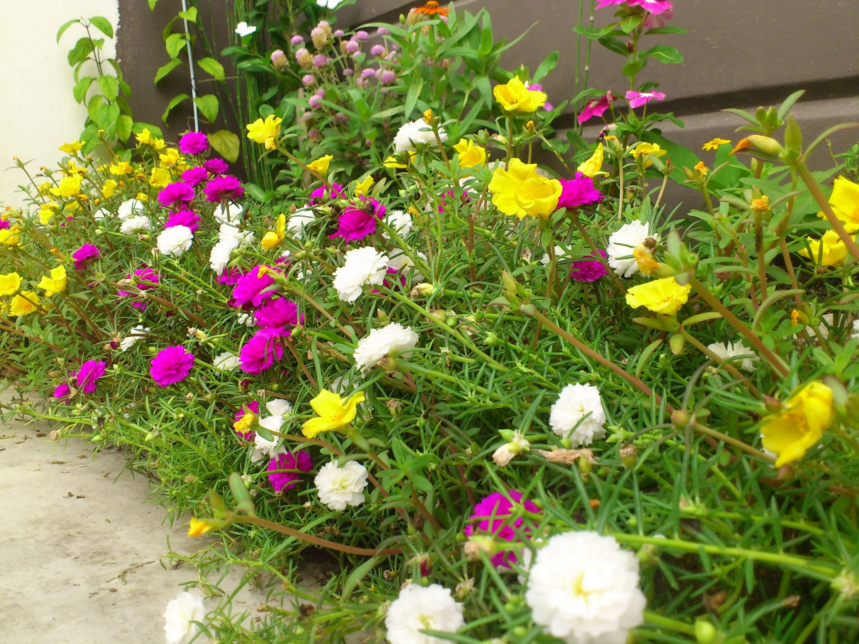 Easy To Care Moss Rose Plants Planting roses, Rose like flowers, Rose plant care