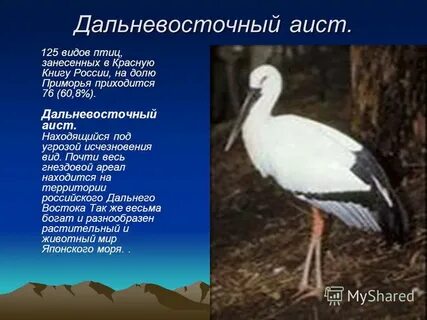 Какие птицы занесены в красную