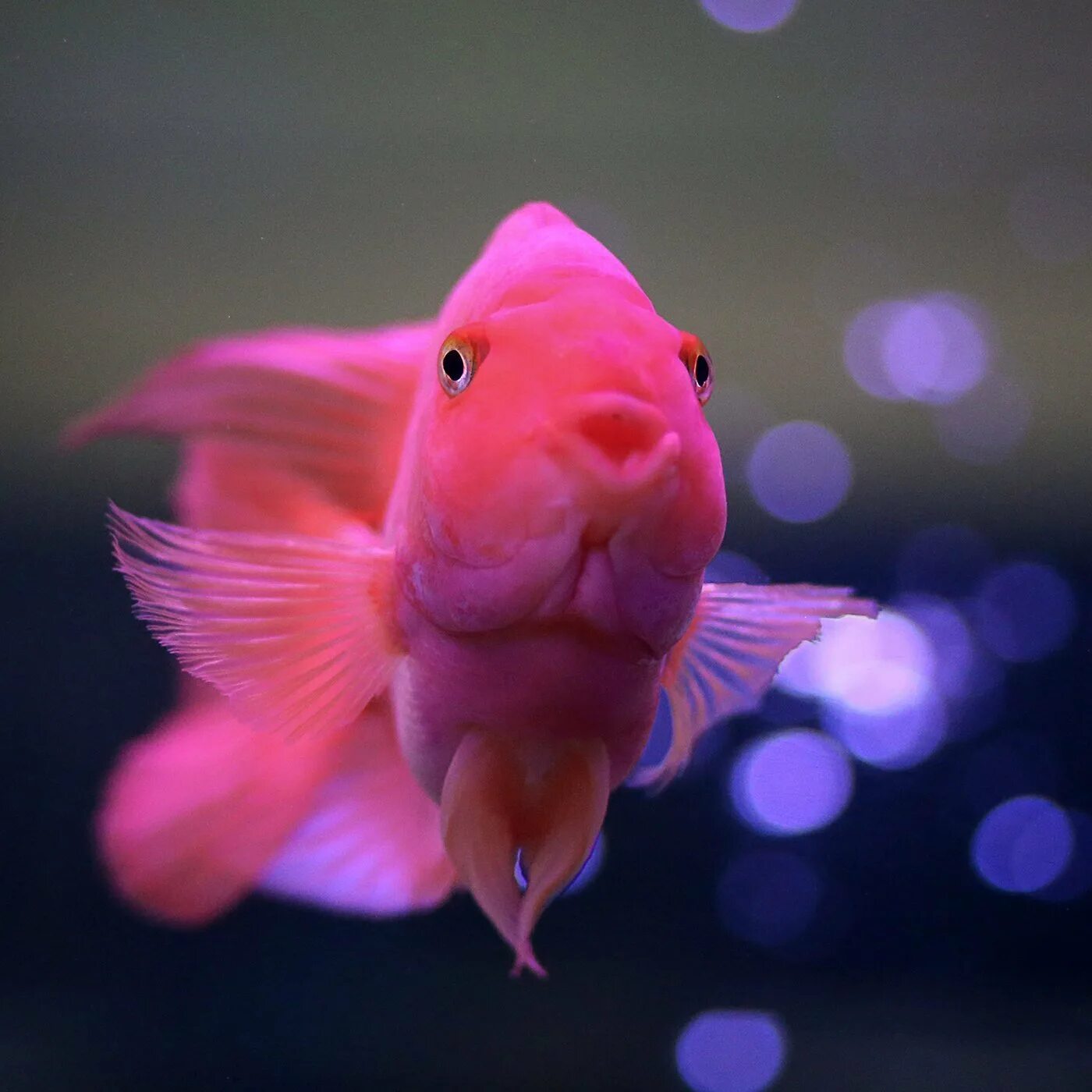Adorable animals to cleanse your eyes of the horrors of the internet Fandom