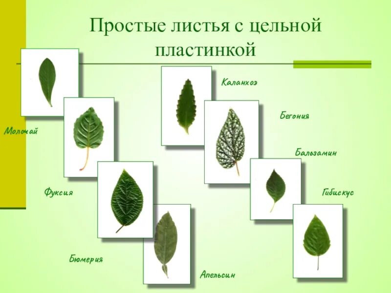 Формы листовой пластинки с примерами Статьи с меткой: деревья / Статьи /  Энциклопедия растений