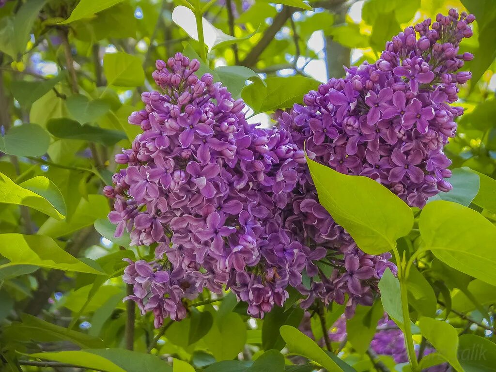 Сирень время года. Сирень обыкновенная фото. Время сирени.