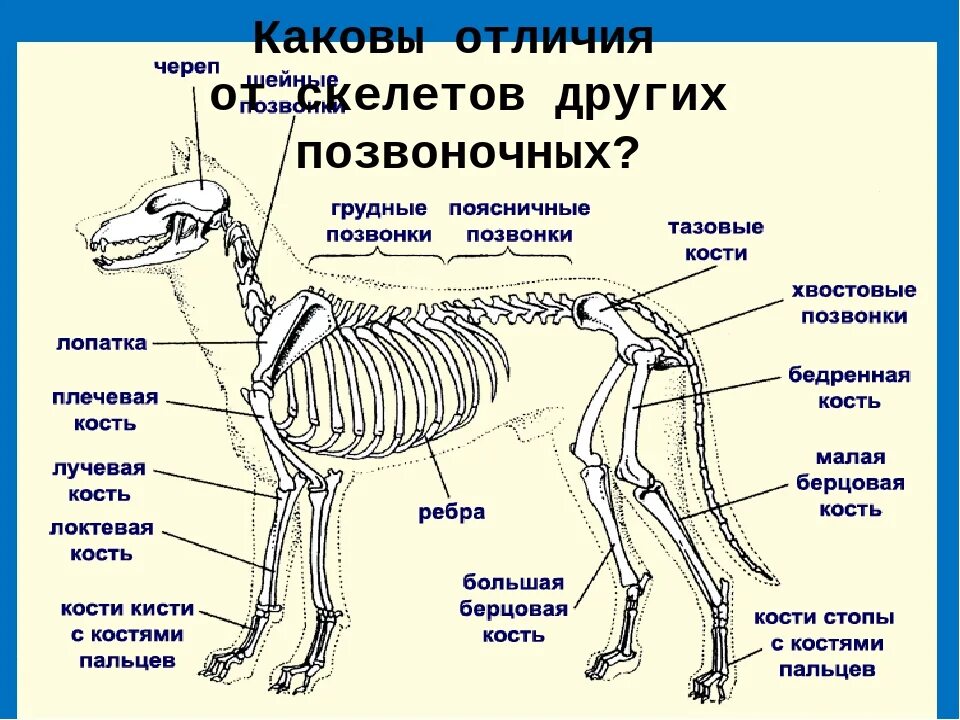 Описание скелета млекопитающих. Скелет млекопитающих схема биология 7 класс. Схема строения скелета млекопитающих. Класс млекопитающие строение скелета.