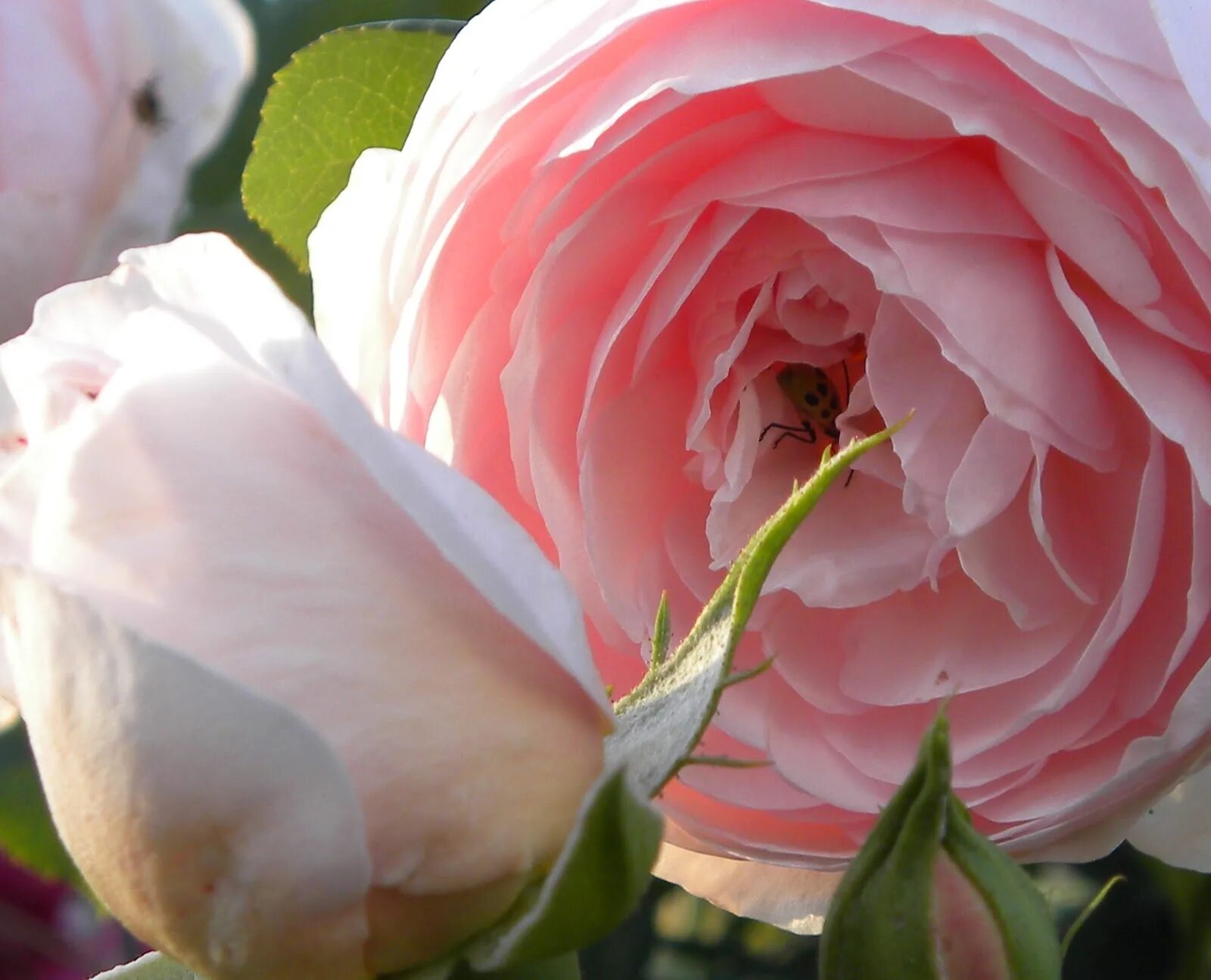Roses grow. Роза «Пьер де Ронсар» (Эден Роуз). Цикламен Пьер де Ронсар. Роза цикламен Пьер де Ронсар. Роза плетистая цикламен Пьер де Ронсар.