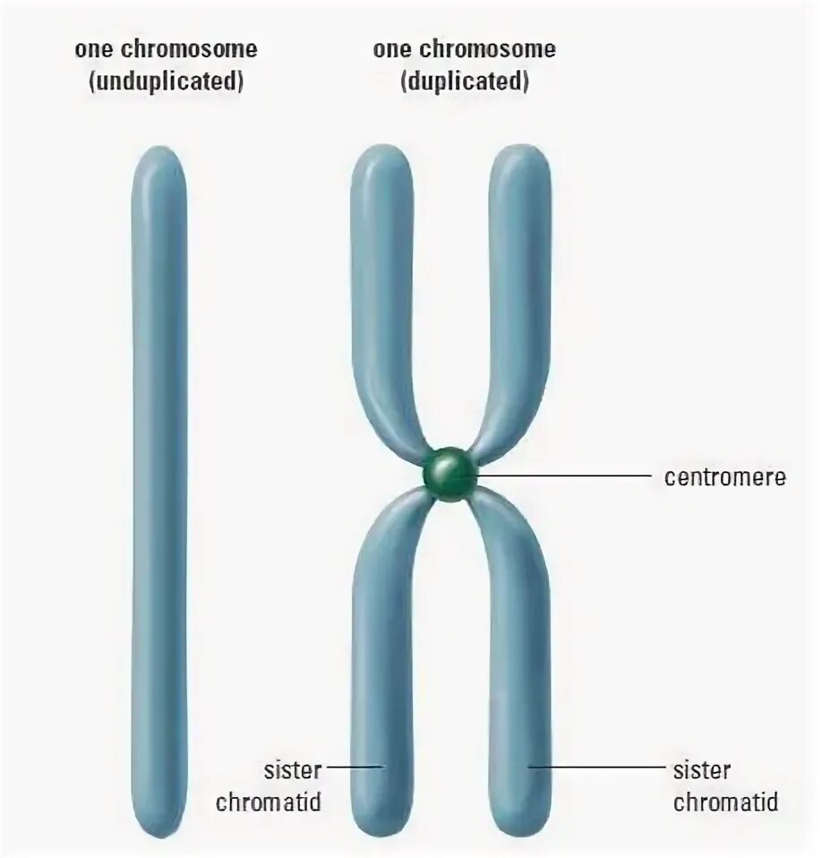 Однохроматидные хромосомы. Двуххроматидные хромосомы. Строение двухроматидные хромосомы. Строение однохроматидной хромосомы. Удвоение набора хромосом
