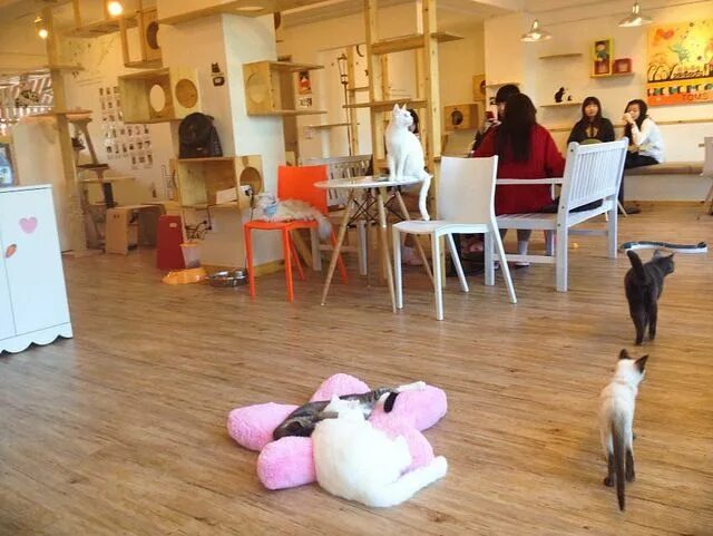 Котокафе новокузнецк