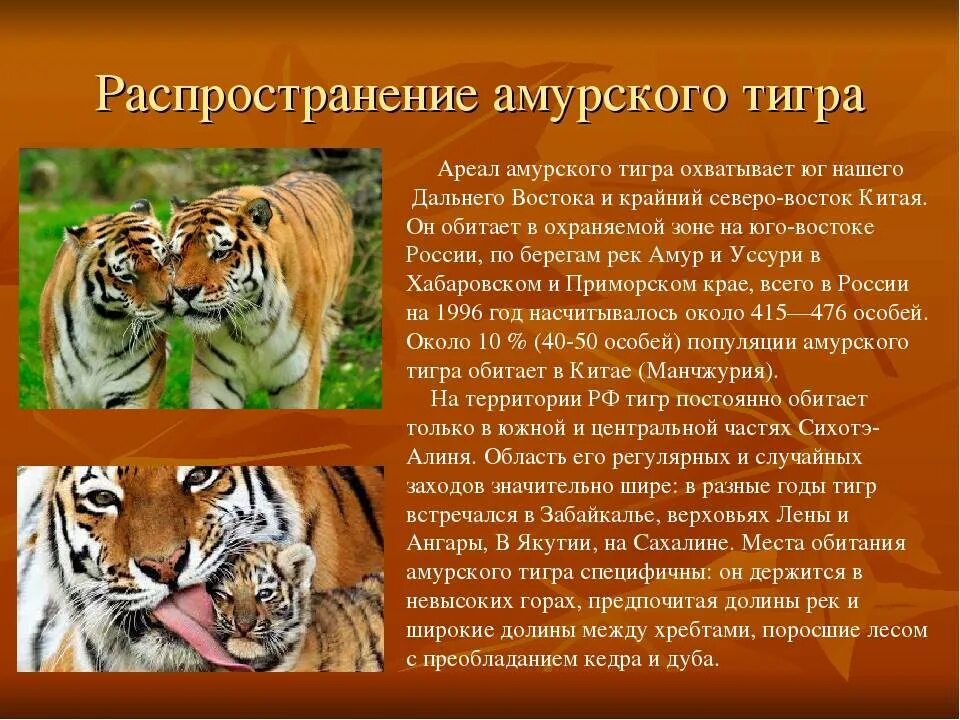 Необходимость сохранения популяции амурского тигра закреплена. Рассказ о Амурском Тигре. Тигр красная книга. Рассказ про Амурского тигра. Амурский тигр красная книга.