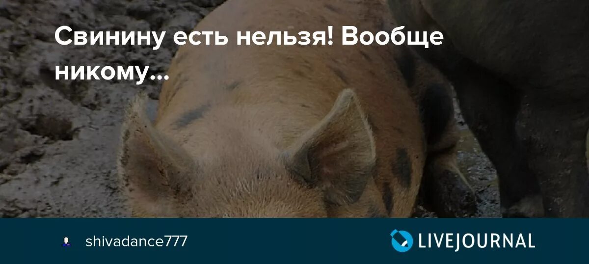 Приму свинину. Почему нельзя есть свинину. Почему нельзя есть свининину. Посему свинену Естьть НЕЛЬЗЯО. Почему нельзя кушать свинину.