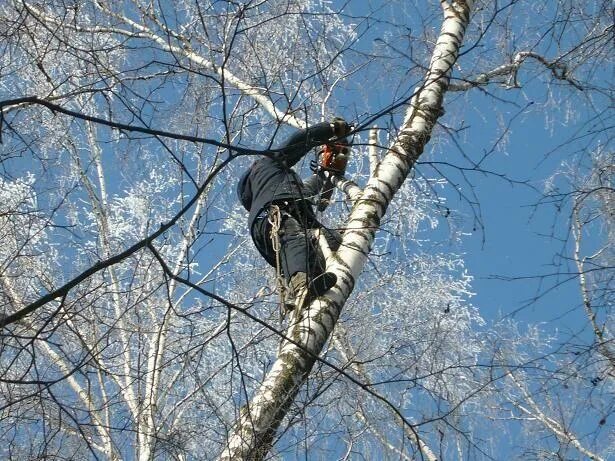 Дерево со спиленной верхушкой. Срезанные верхушки деревьев. Подрезать березу. Спилить макушку березы. Обрезать верхушки деревьев