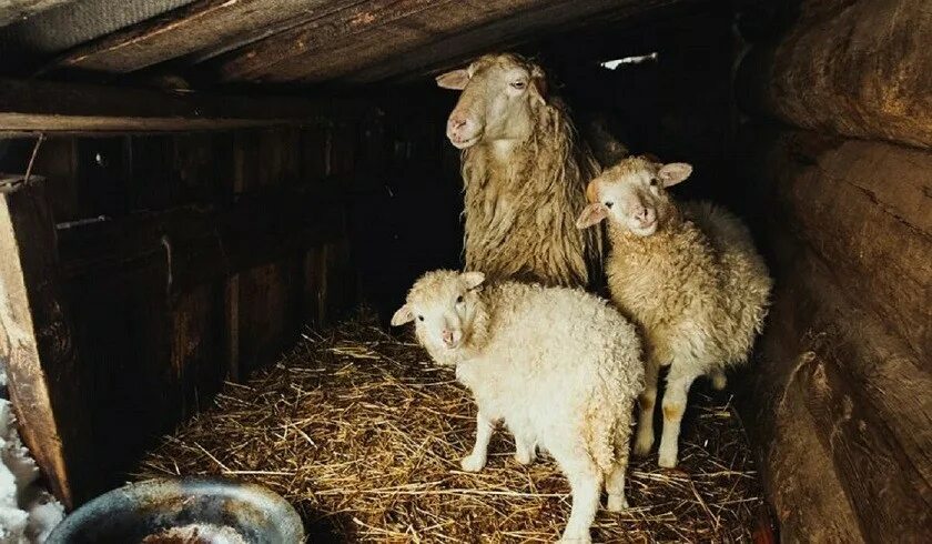 Хлев для коровы. Сарай для сена. Сарай для барашек. Хлев для скотины в древней руси. Хлев для скота.