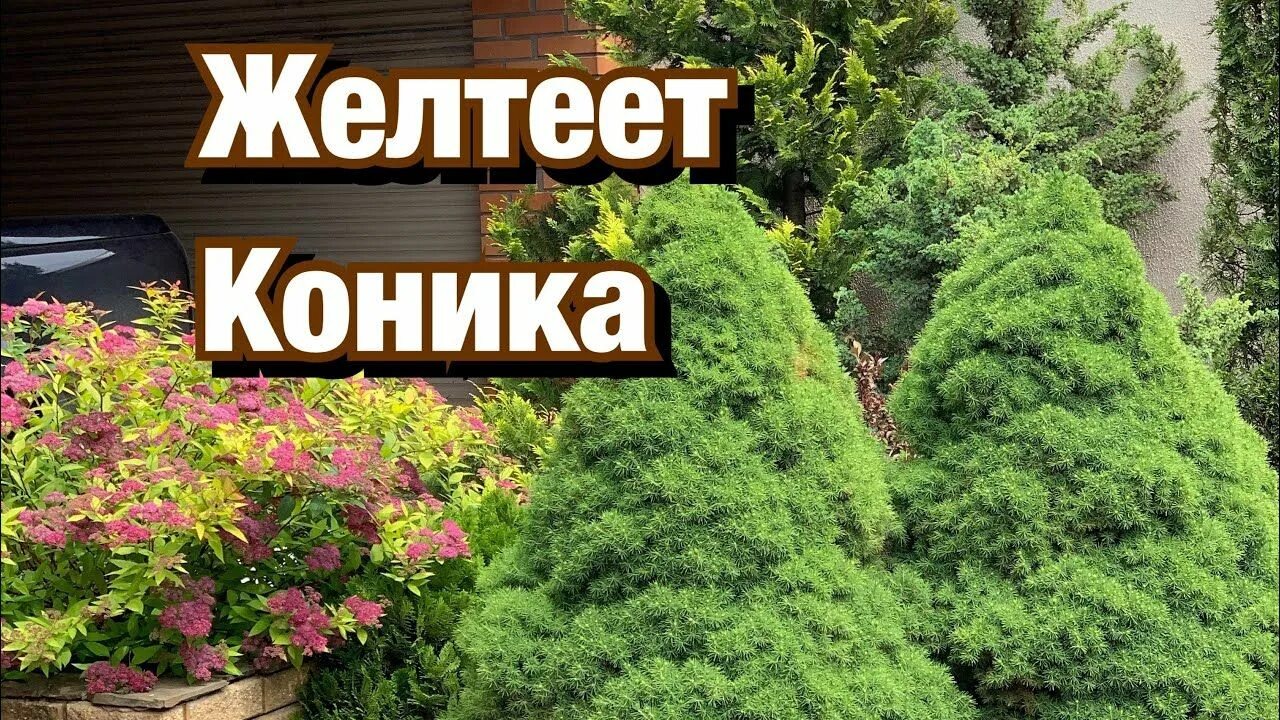 Кипарис аризонский домашний. Ель коника пожелтела. Желтеет коника. Ель коника сгорела. Желтеет коника.