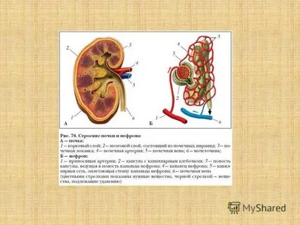 Задачи почечные