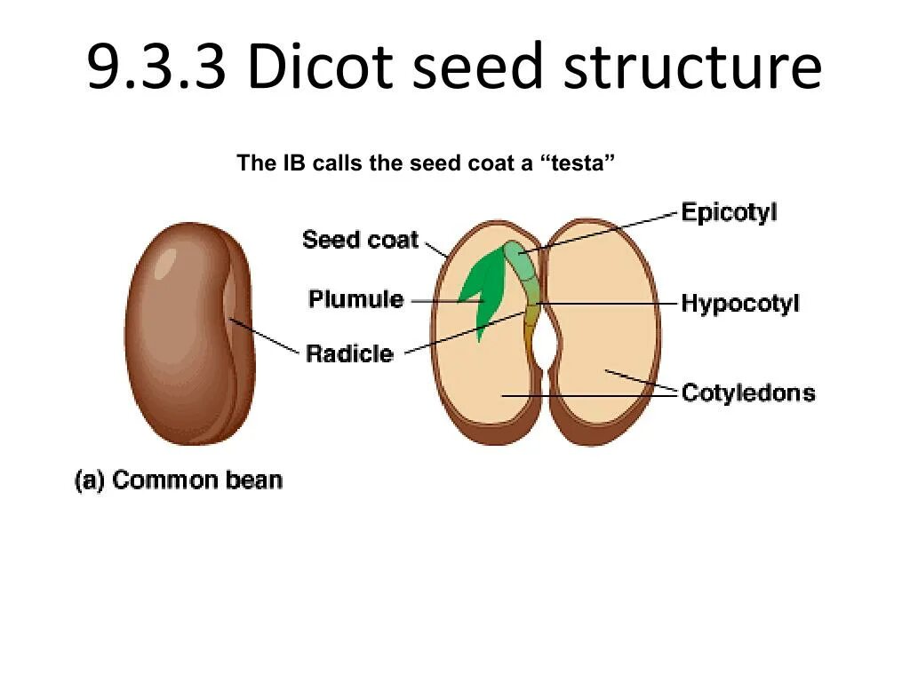 Text seed. Seed structure. seedling structure. pre seed seed стадии. the structure of the bean.