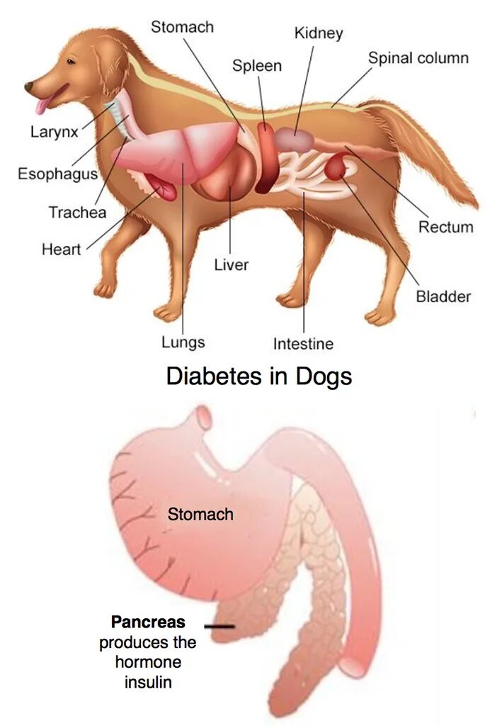 Где у собаки железы. Поджелудочная железа собаки. Поджелудочная у животных.