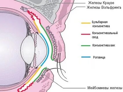 Глазной мешок куда капать
